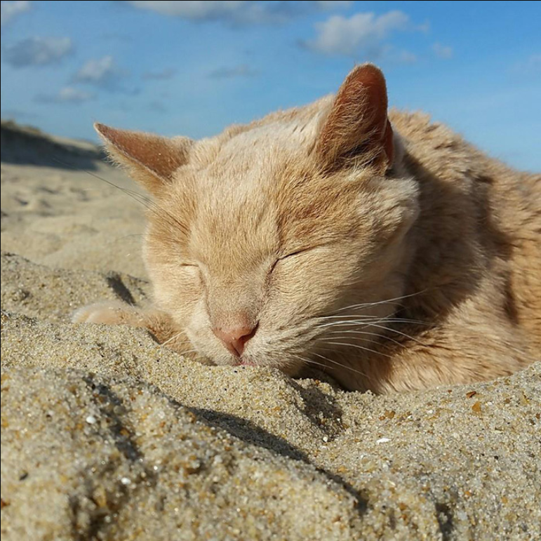 Kind-Hearted Woman Saves 21-Year-Old Cat Abandoned by Previous Owner, Ensuring He Enjoys His Golden Years