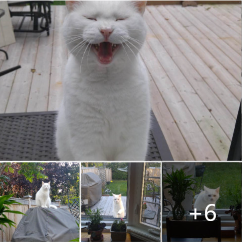 Cat Visits Neighbor Everyday For Food And Love