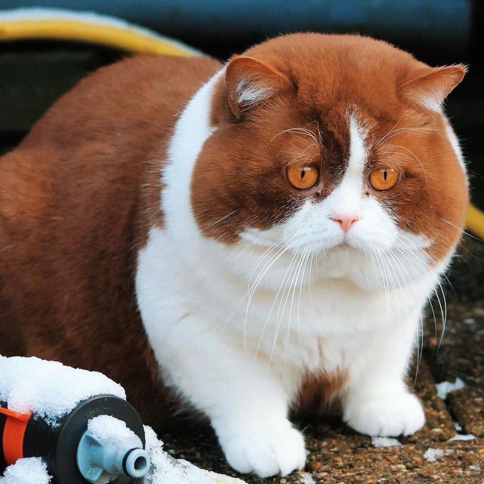 The Bewitching Chocolate-Colored Cat Mistaken for a Pig