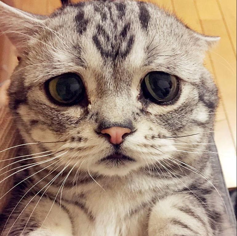 Meet Luhu, The World’s Saddest Feline Whose Photos Will Break Your Heart