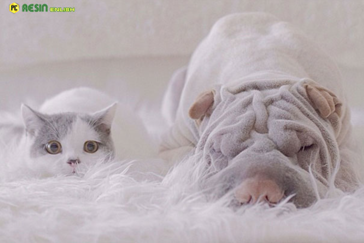 World’s Most Photogenic Shar Pei And His Cat Are The Best Friends Ever