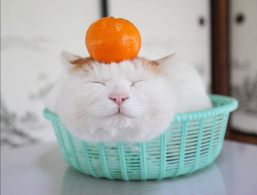 Meet Shironeko, The Happiest And Sleepiest Cat Ever