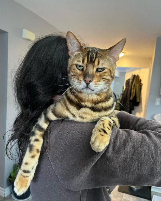 Angry Bengal Cat Finds Solace and Happiness in a Caring Home