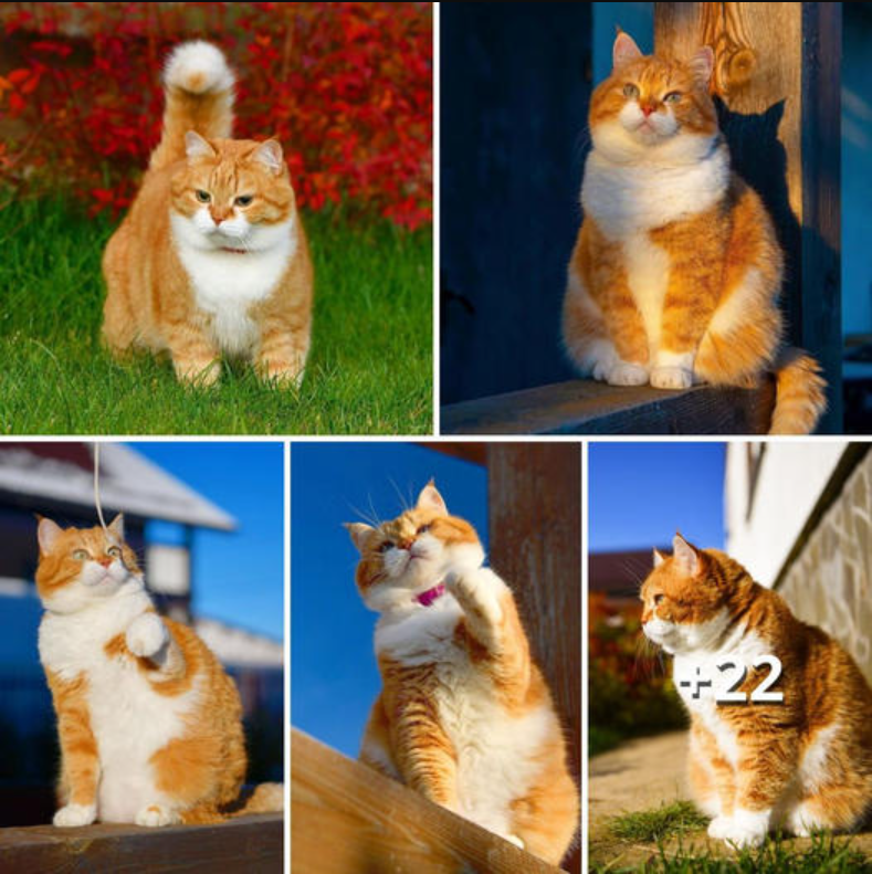 The Golden Glow: A Showcase of a Stunning Ginger Cat in the Sunshine