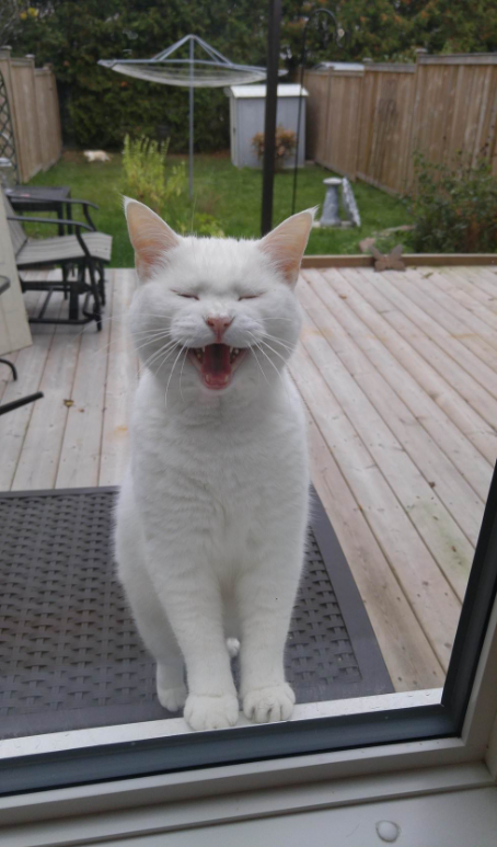 Cat Visits Neighbor Everyday For Food And Love