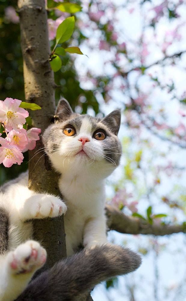 Whiskers and Blooms: The Enchanting Fusion of Cats and Cherry Blossoms, Radiating Captivating Charm