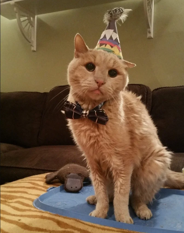 A loving couple gave a 21-year-old senior cat a second chance at life, and one year later, his golden years are shining brighter than ever!