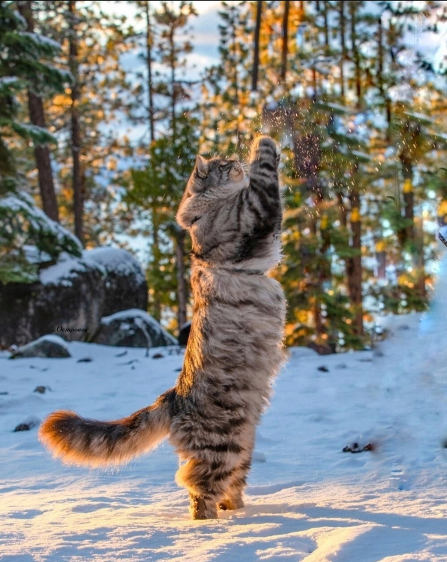 Winter Elegance: Meet Henri, the Radiant Norwegian Forest Cat.