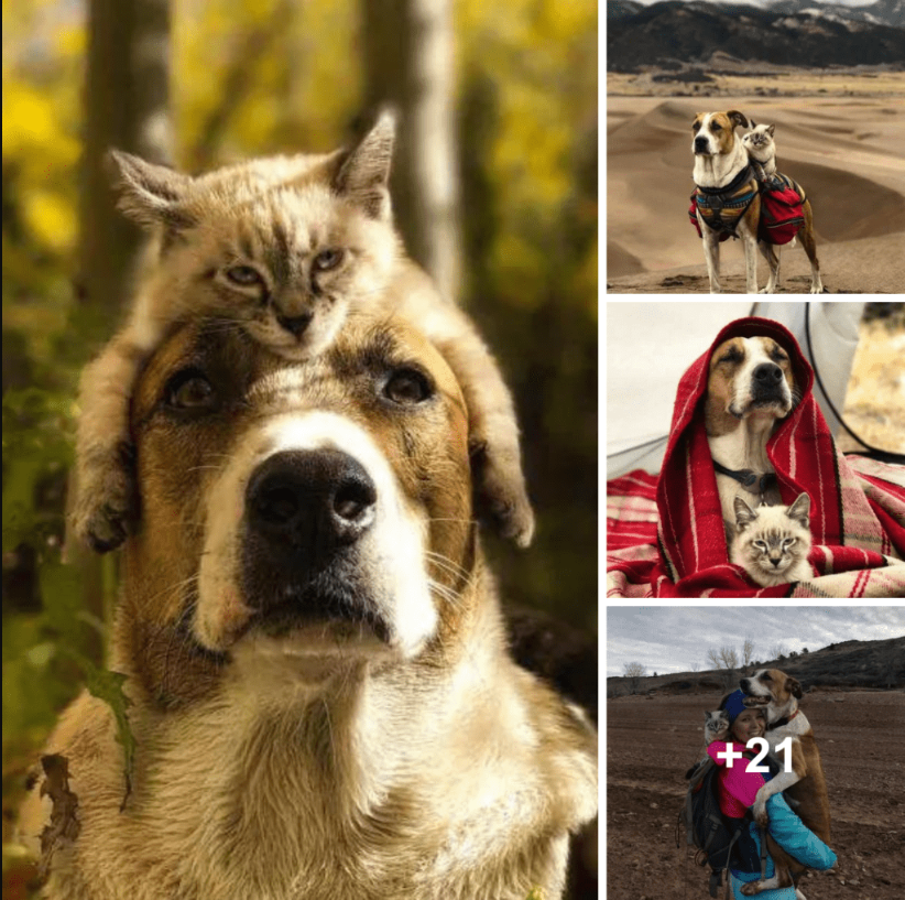 The Adventurous Duo: A Cat and a Dog Who Love Traveling Together