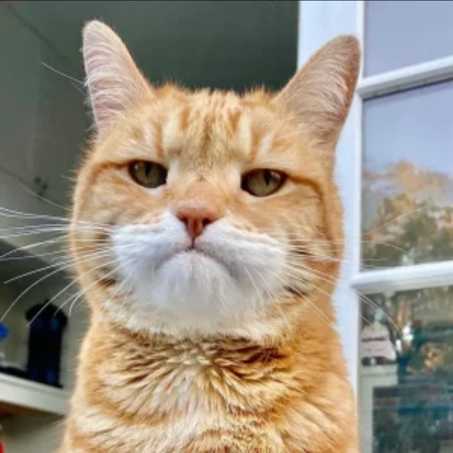 Meet Marley, The Cat Who Was Born With A “Monday Morning” Face