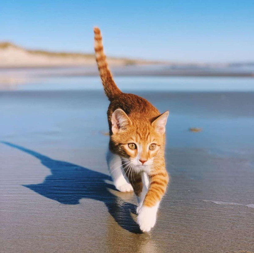 An adorable ginger cat learns to swim from his dog brothers and discovers a love for the ocean. Follow his heartwarming adventures and dives into seaside fun!