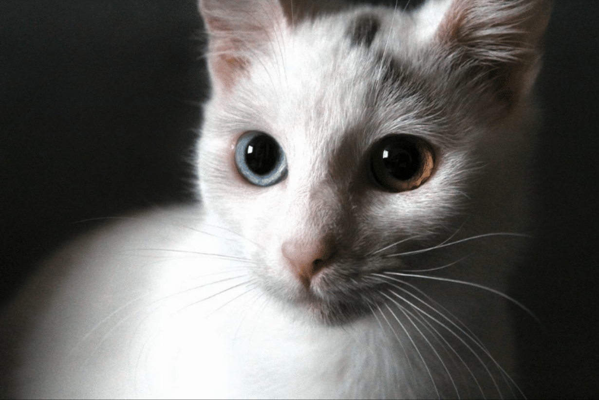 Bulgarian Kitty Named Yuki The Ghost Cat Is Uniquely Purrfect