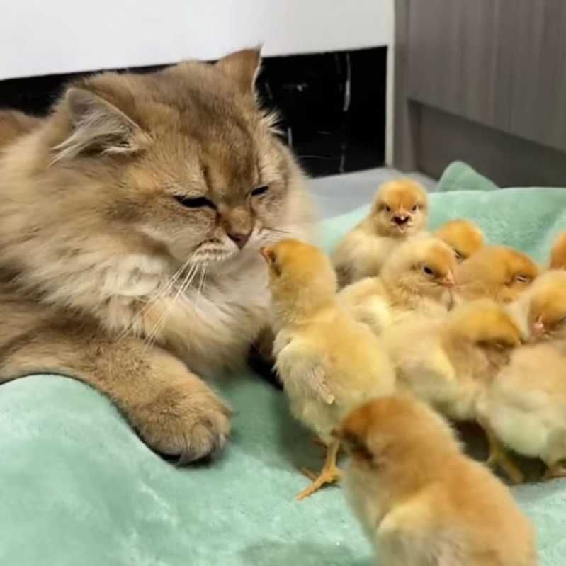 Instead Of Hunting, Cat Cuddles With Little Chicks, Leaving The Chicken Shocked