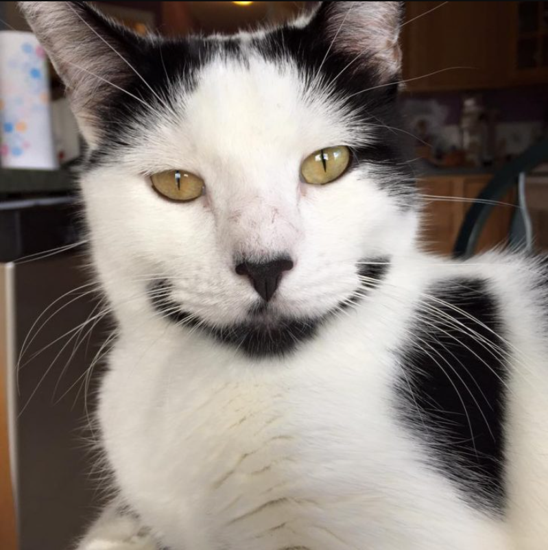 One-Of-A-Kind Kitty Looks Like He’s Always Smiling – And Has The Best Name To Go With His Look