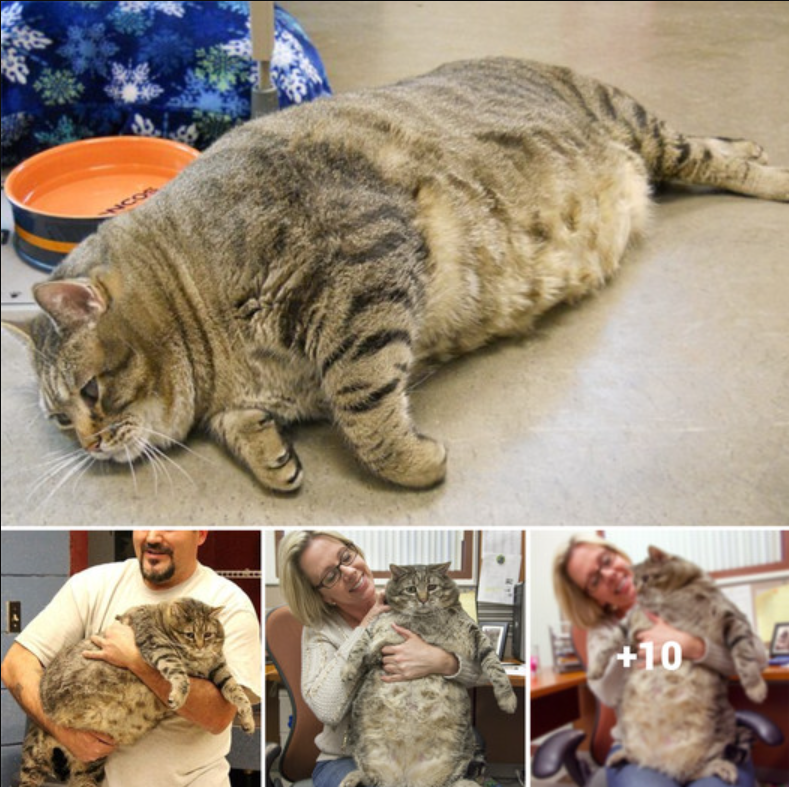 Could Meatball be the Chunkiest Cat in the World? Join his weight loss journey as he rejects cat food but gobbles up apple sauce.