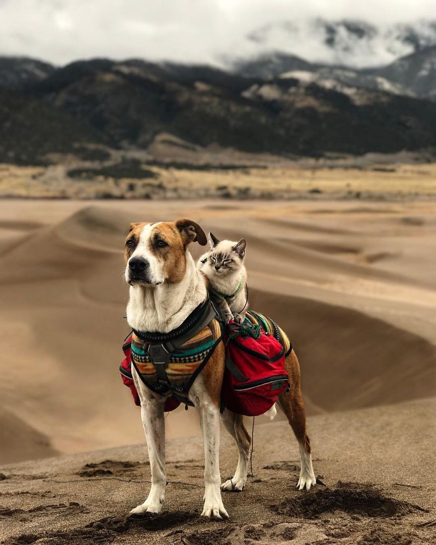 This Cat And Dog Love Travelling Together, And Their Pictures Are Absolutely Epic