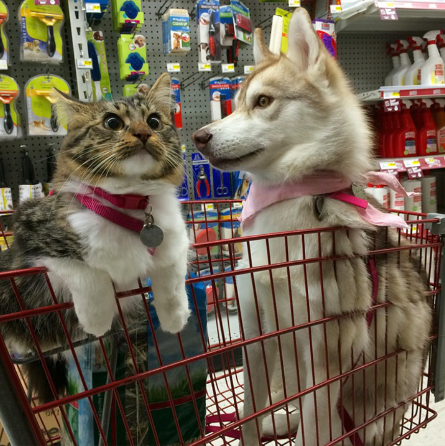 Three Huskies Form an Unlikely Bond with a Rescued Cat, Becoming Inseparable Friends