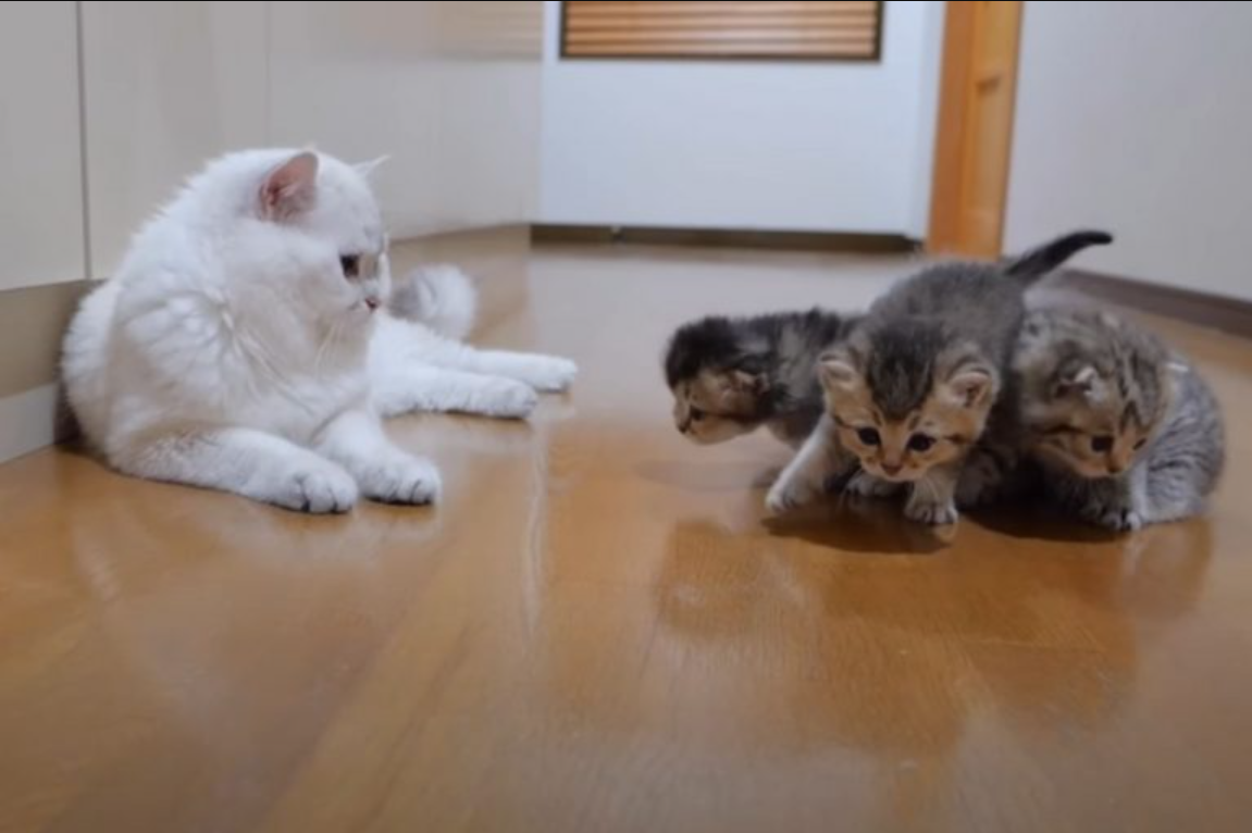 Sweet Interaction Between A Male Cat And His Babies Will Definitely Give You Kitten Fever