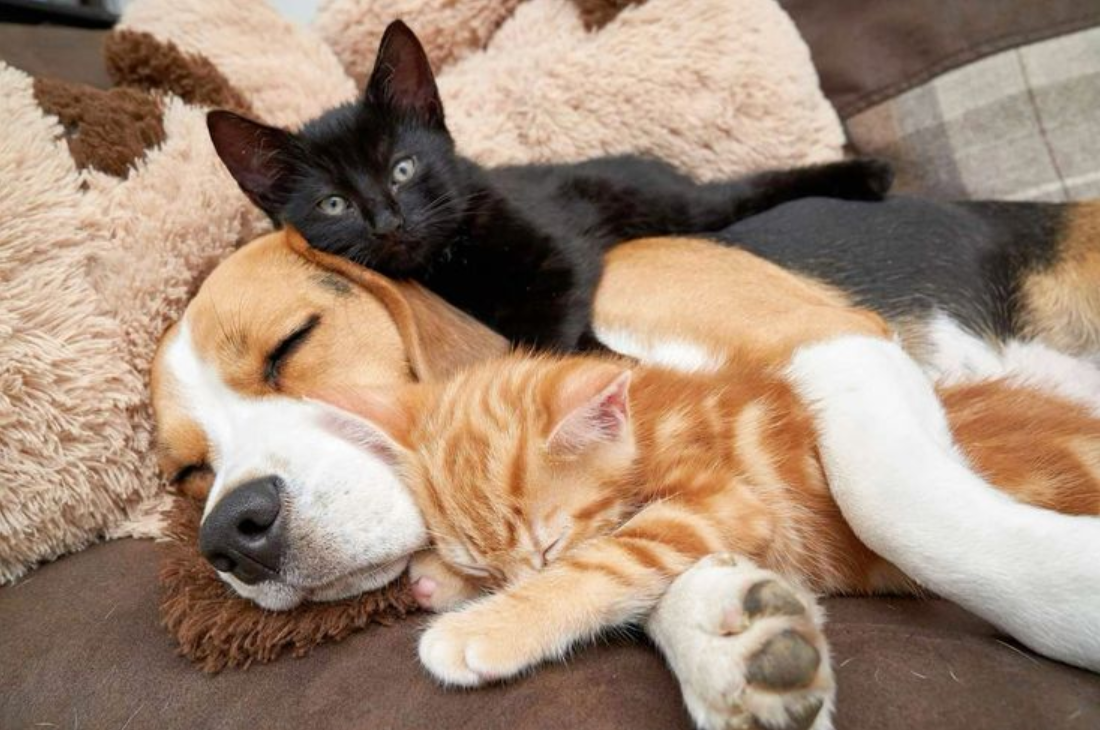 The Reluctant Beagle Becomes a Babysitter for Two Kittens, Forming an Unbreakable Bond of Affection