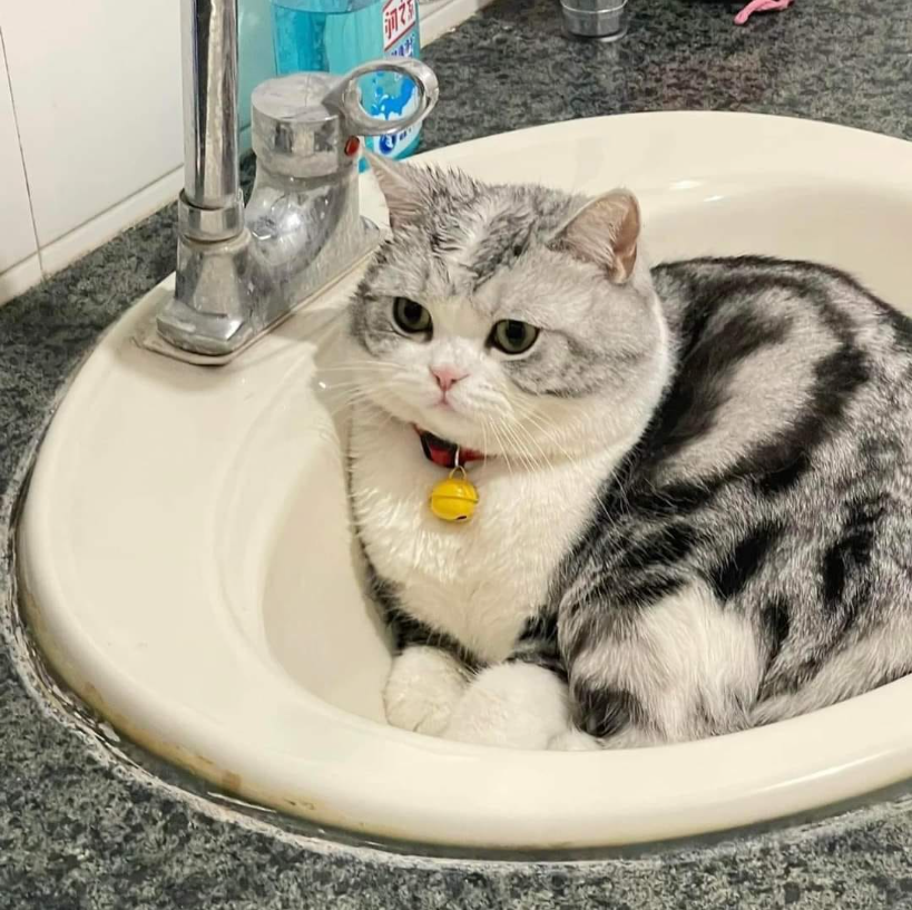 Meet Keo: The Bath-Loving Cat Who Has Invaded My Sink as His Bathtub