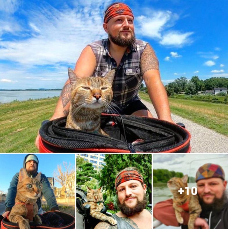 Lone Cyclist’s Global Journey Enhanced by a Feline Companion from Scotland