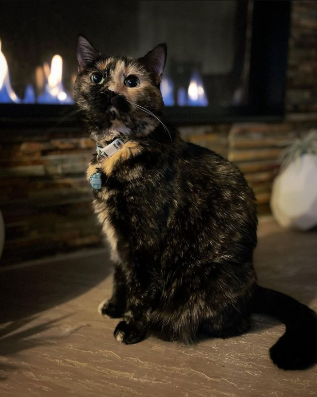 The Fascinating World of Tortoiseshell Cats