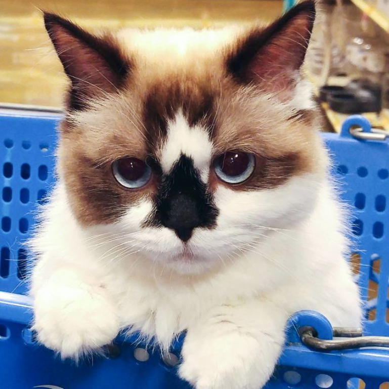 Introduction: Albert: The Adorable Munchkin Cat with a Skull-Shaped Nose and 450,000 Fans