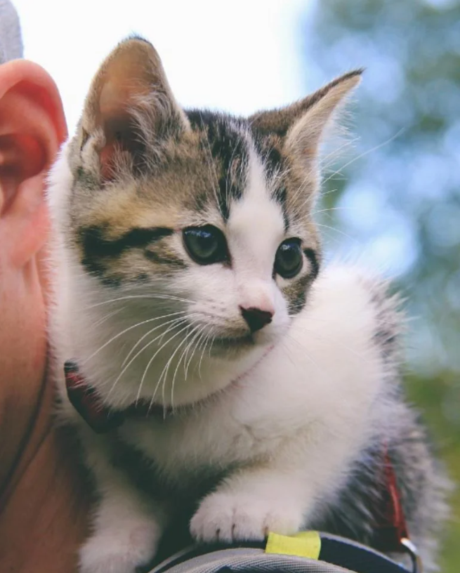 Fish and Chips: The Adventure Cats Who Stole a Family’s Heart (and Replaced the Dog!)