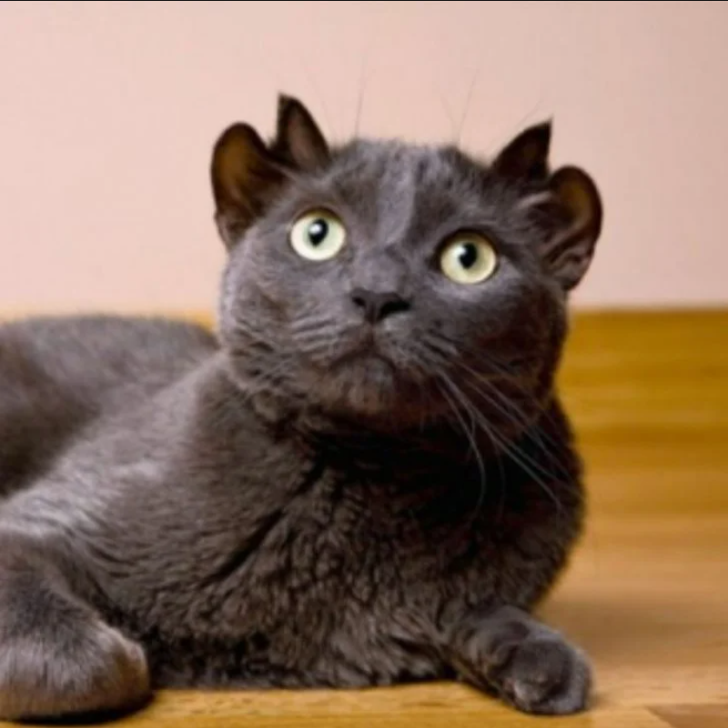 The Extraordinary Journey of Yoda, the Cat with Four Ears