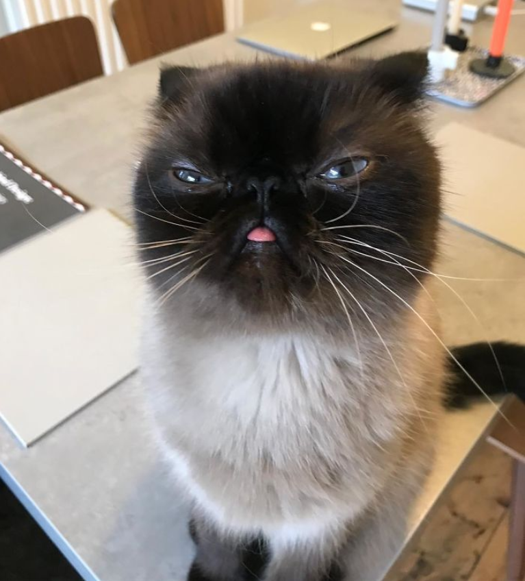 Meet Ikiru, The Internet’s Reigning Champion of Bleps That Has Everyone in a Frenzy