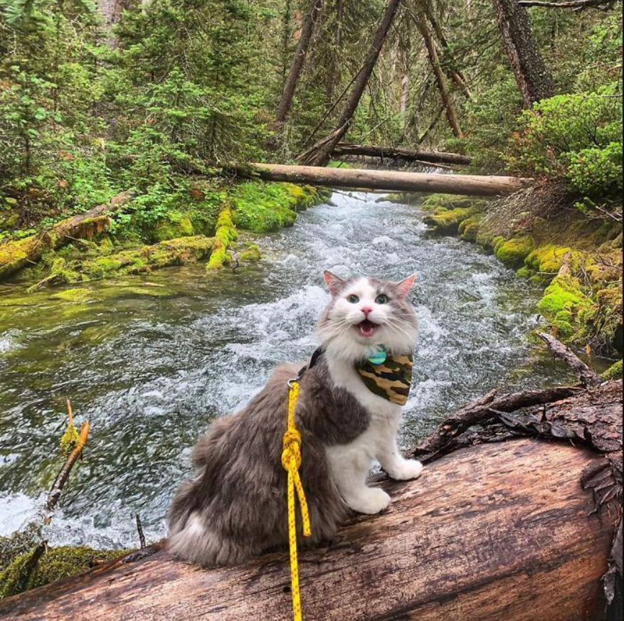 Meet Gary: The Purrrfect Mountaineering Adventurer Embarking on Adorable Rescues