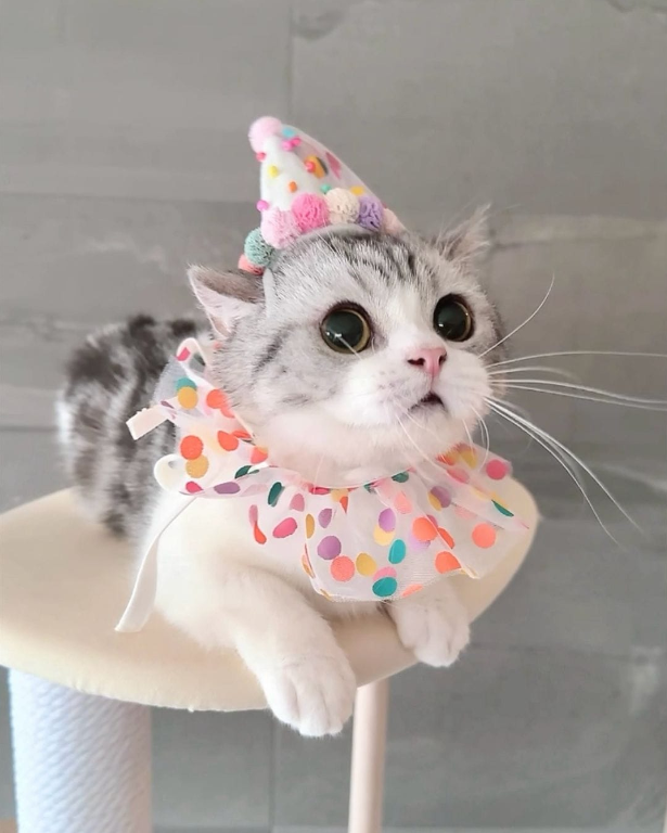 The Adorable Charm of a Party-Ready Cat: Celebrating Feline Cuteness