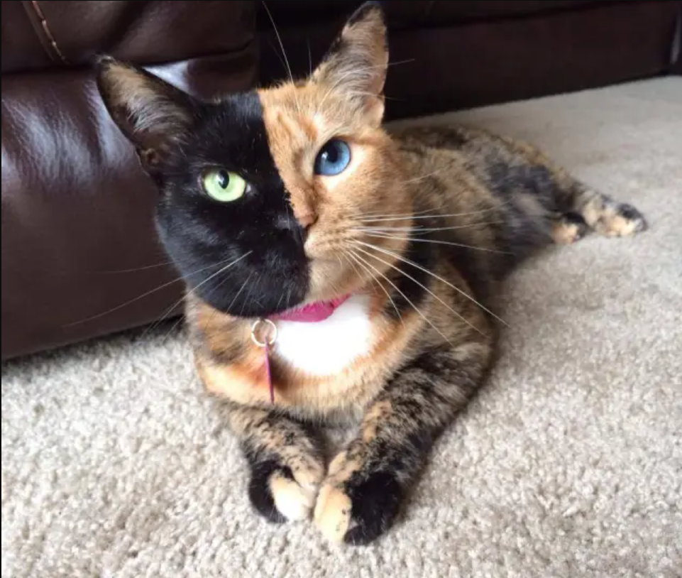 Venus the two-faced feline: How a black and orange cat stole the Internet’s heart