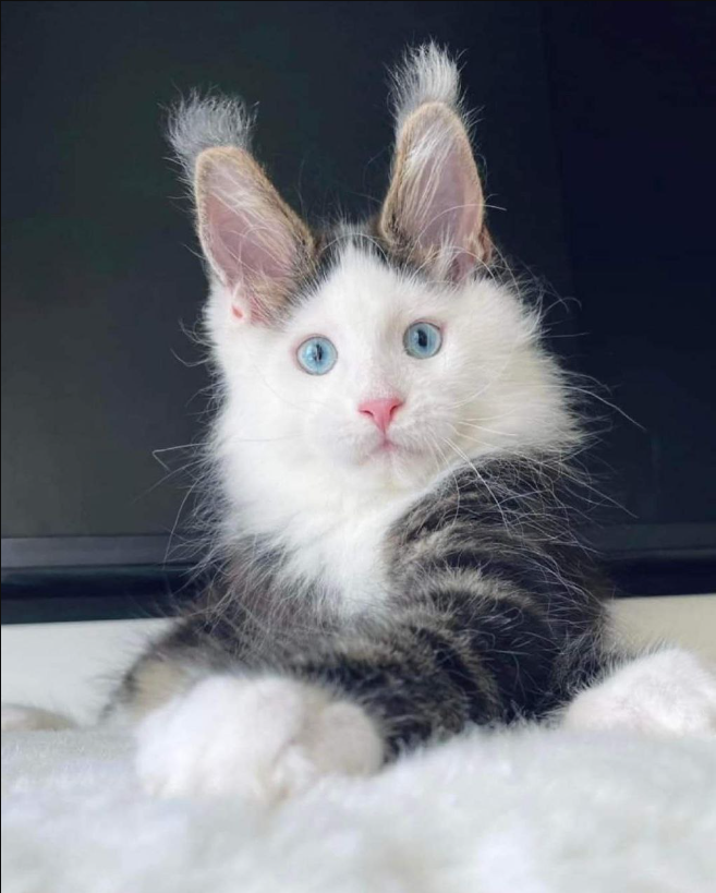 Meet Chloe, a cute Maine Coon cat with blue eyes and beautiful fur