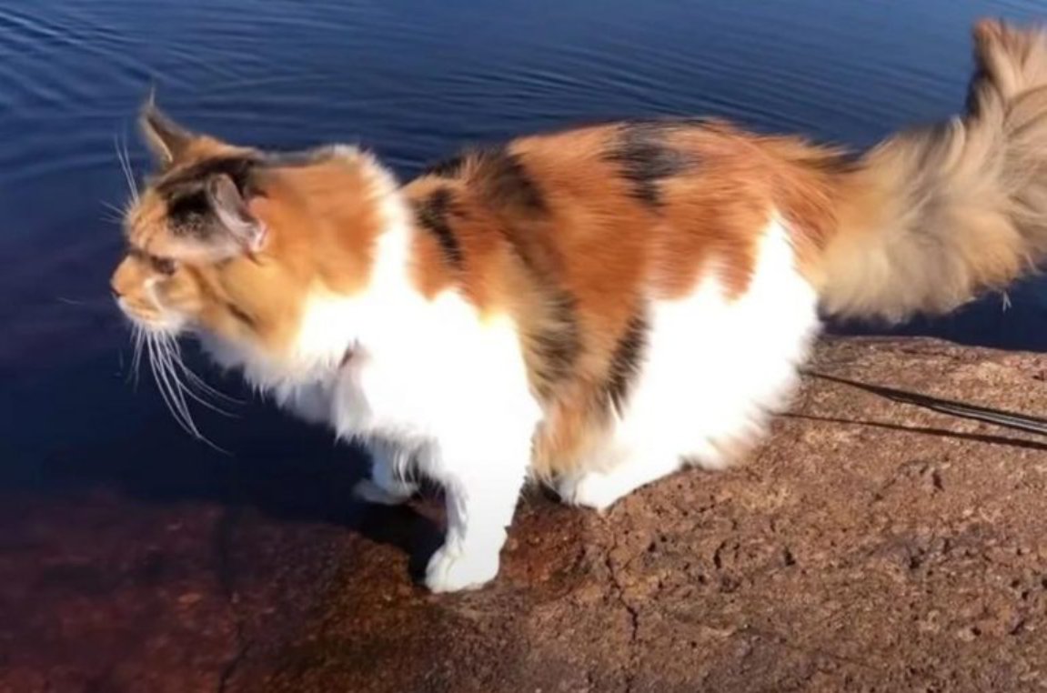 Brave Calico Maine Coon Will Forever Remember The First Time She Dipped Her Paws In The Water