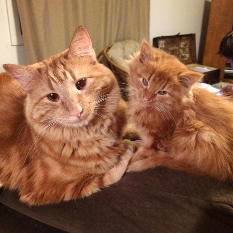 Feline Discovery: Cat Adopts Mini-Me and Becomes a Surrogate Parent