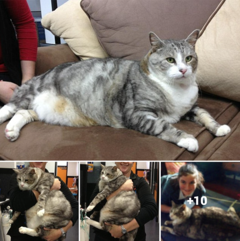 Chubby Feline Alert: Introducing Sumo, the 14kg Plump Puss on a Mission to Slim Down by Half”