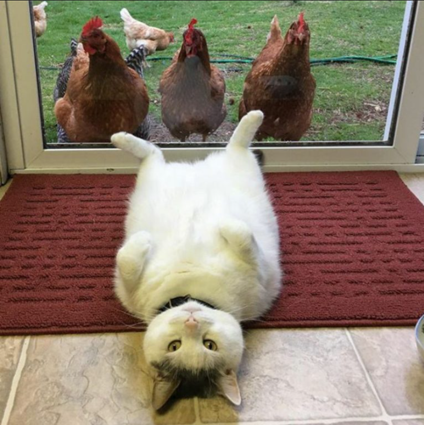 This Cat Has No Idea Why All The Chicks Love Him