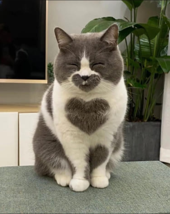 Heart of Gold: The Beloved Cat Captivating Social Media with Perfection