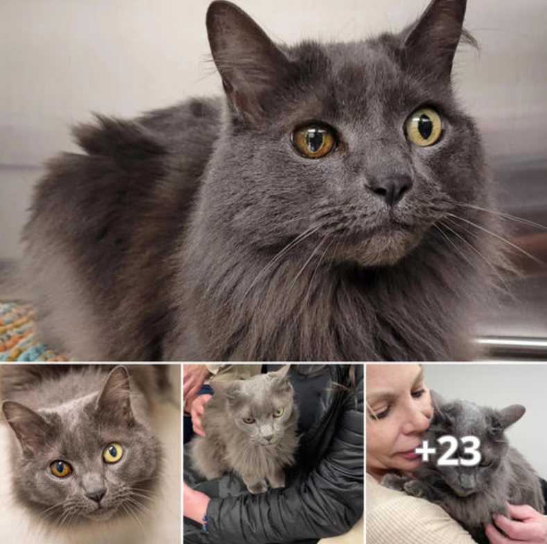 Beautiful Cat Seeks аffeсtіoп at Adoption Center, and a Family Drops Everything to Offer Her a Lifetime of Love