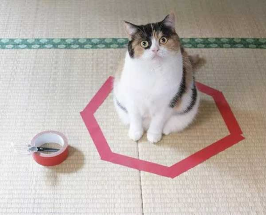 Funny Things: Cats Always Sit In Circle!