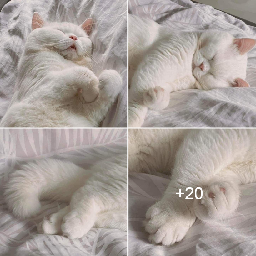 Meet LoveSleep: The Cat Who Loves To Sleep And Refuses To Wake Up.