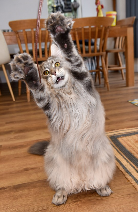 The family cat is so big people mistake him for a dog.