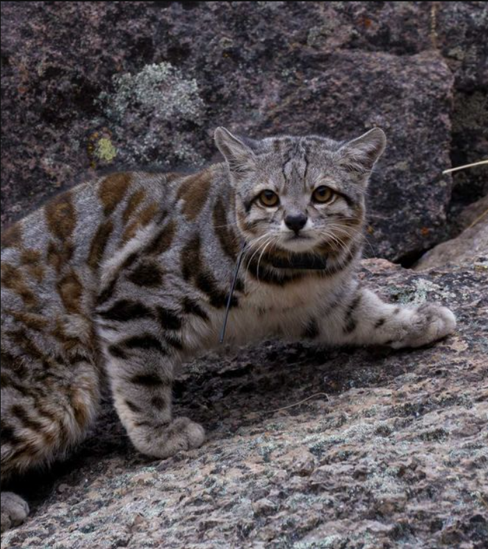 An Andean Cat Captivates Conservationists: A Symbol of Hope.