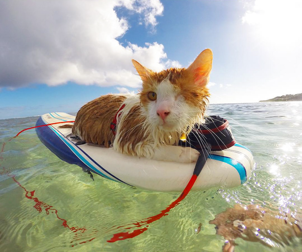 Stunning One-Eyed Cat Who Loves Swimming And Surfing In Hawaii