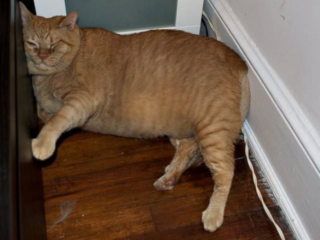 This Couple’s Wedding Photos With Their Chubby Cat Are Adorable