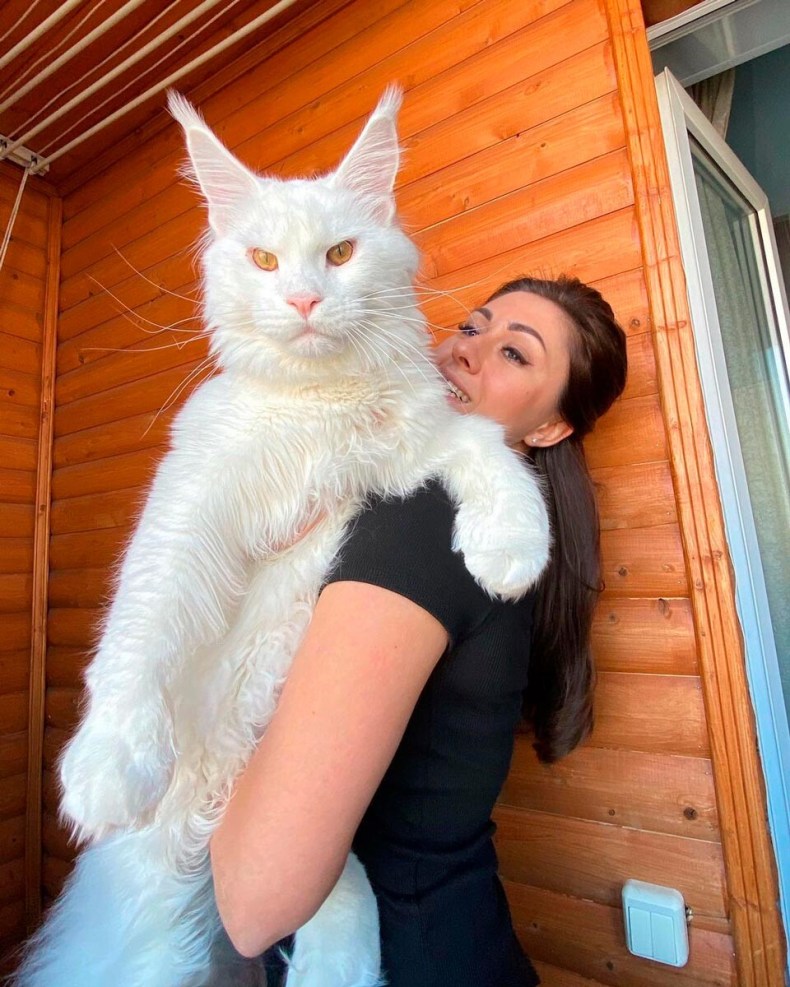 Meet Kefir, the most popular Maine Coon cat in Russia (PHOTOS) - Russia Beyond