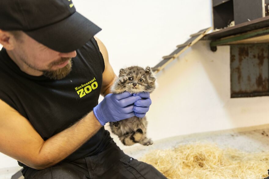 Pallas's Cat Born In Helsinki Zoo