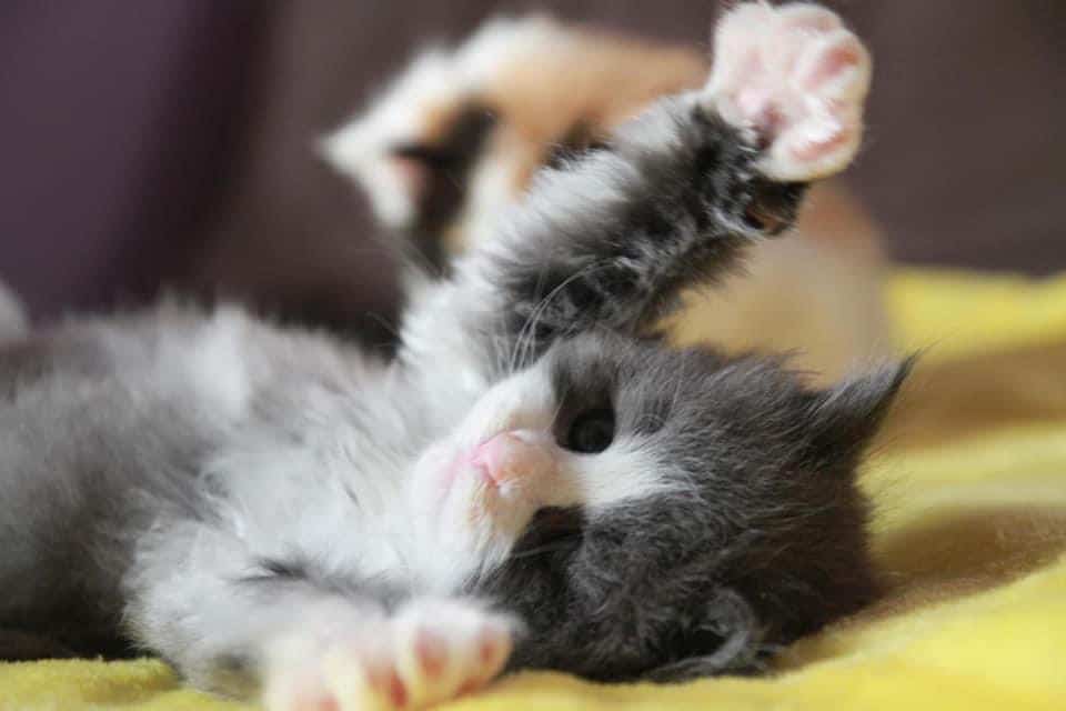 Norwegian Forest tuxedo cat