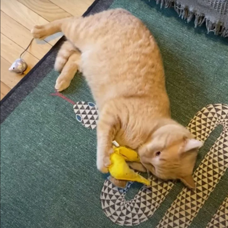 Abandoned Bodega Cat Finds New Life in the Bathroom